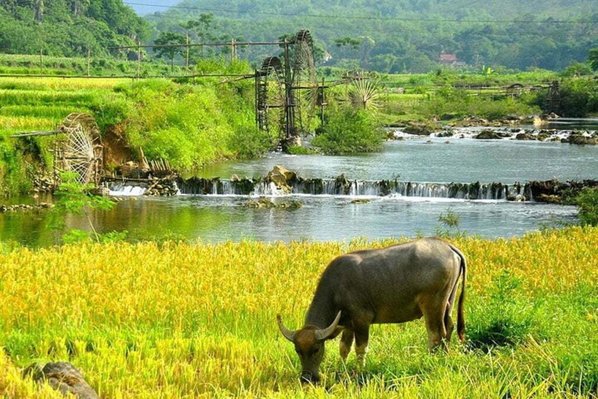 seekor lembu meragut rumput di sebelah sungai