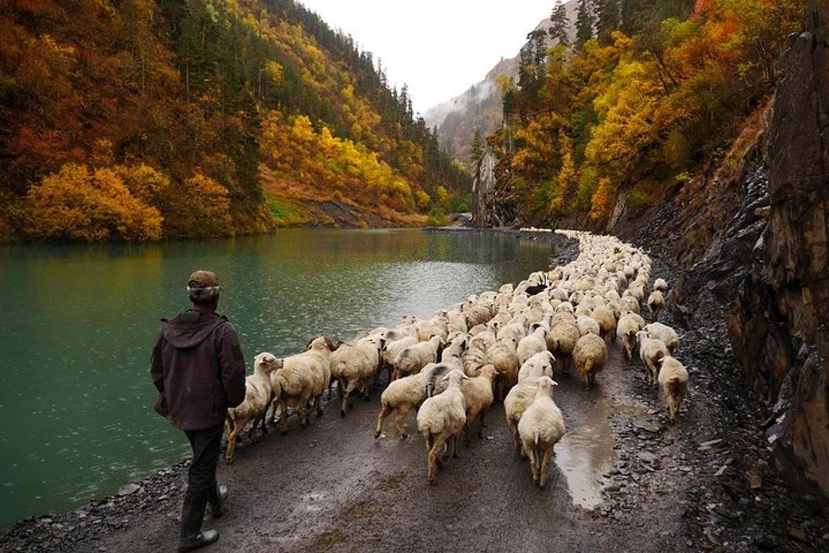un gregge di pecore che cammina lungo una strada accanto a un fiume