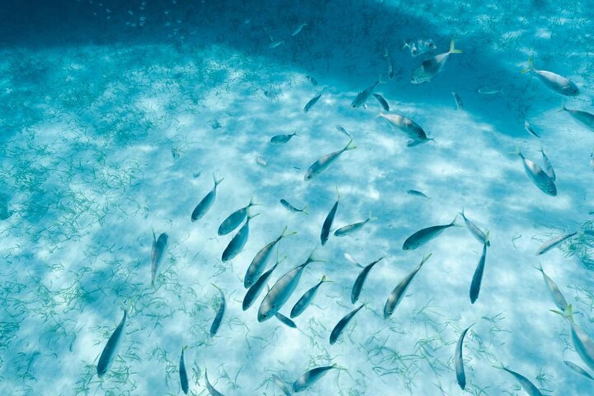 a group of fish swimming in the water