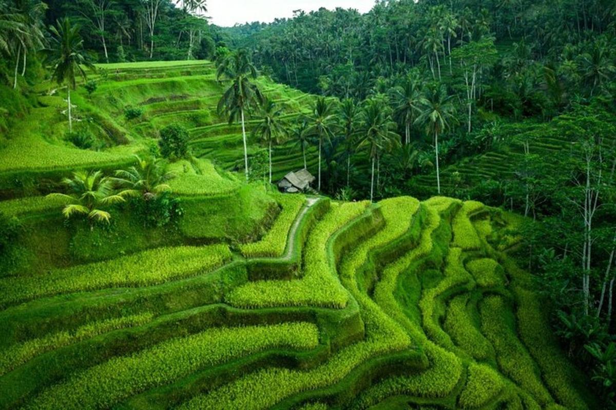 imej padang rumput yang hijau