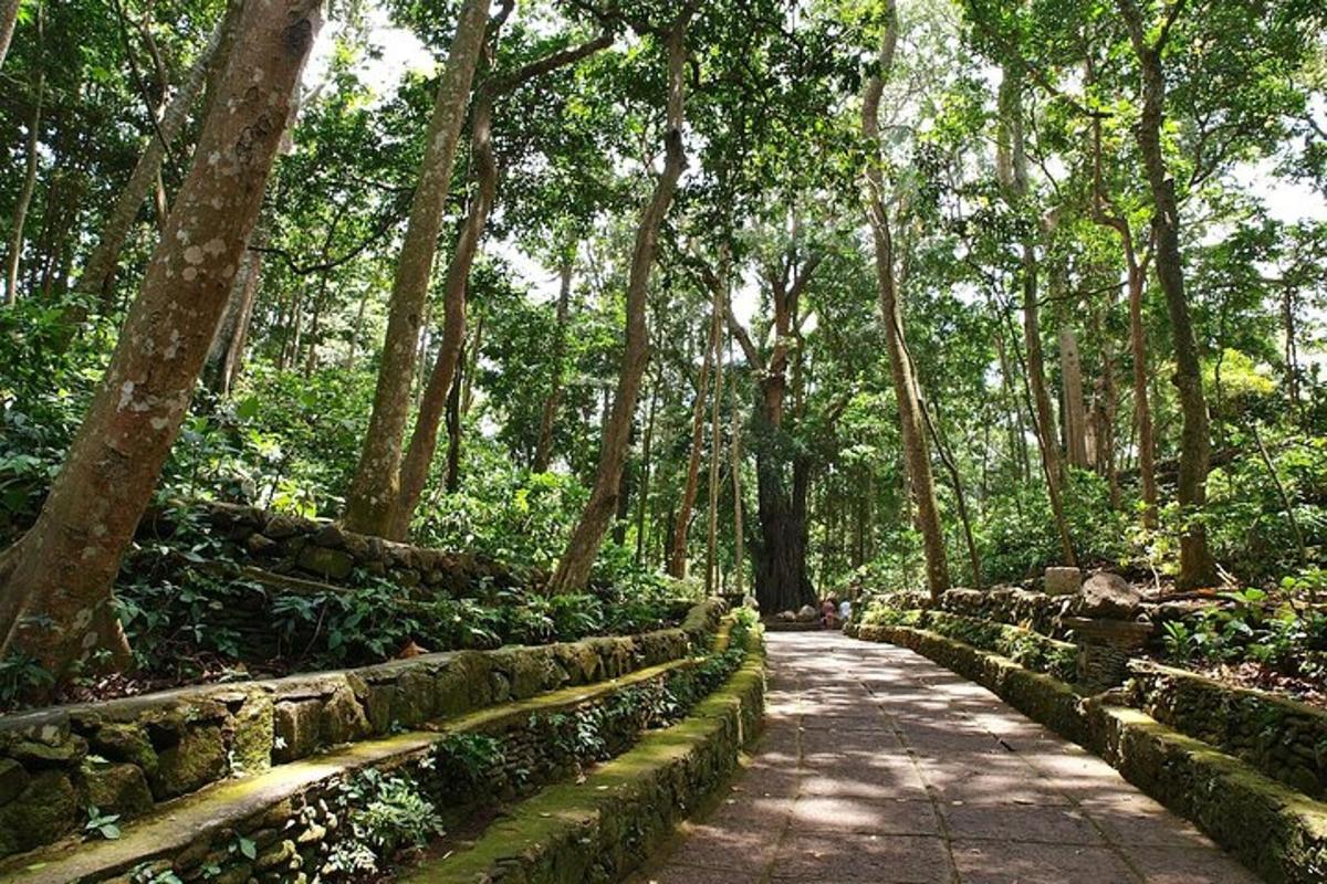 jalan di dalam hutan dengan pokok dan tumbuhan