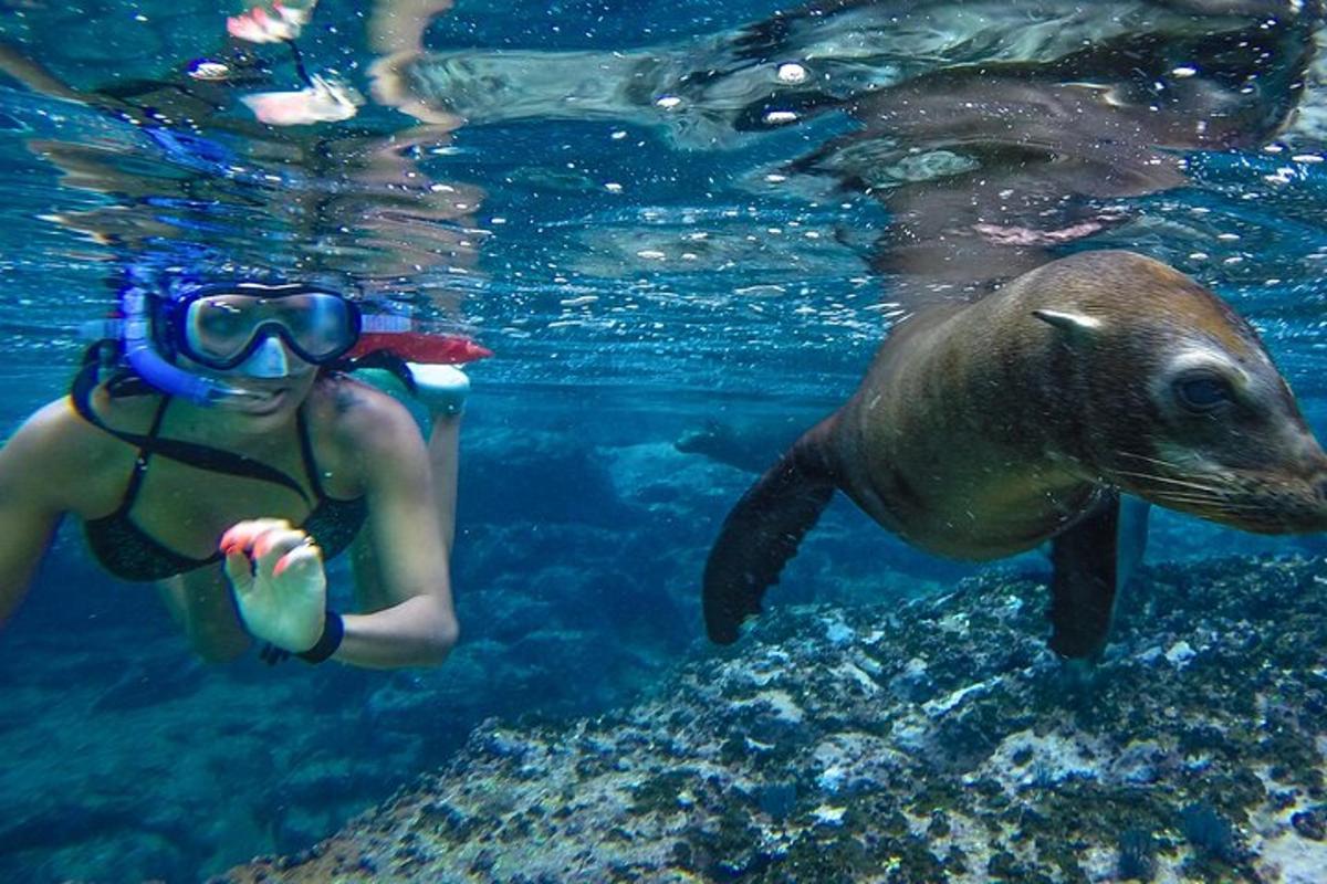 una persona che nuota nell'acqua con un delfino