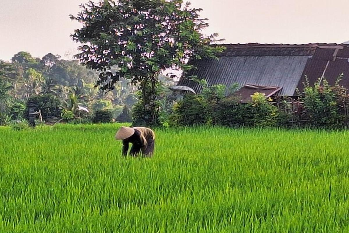 ein Elefant, der auf einem Feld mit hohem Gras steht
