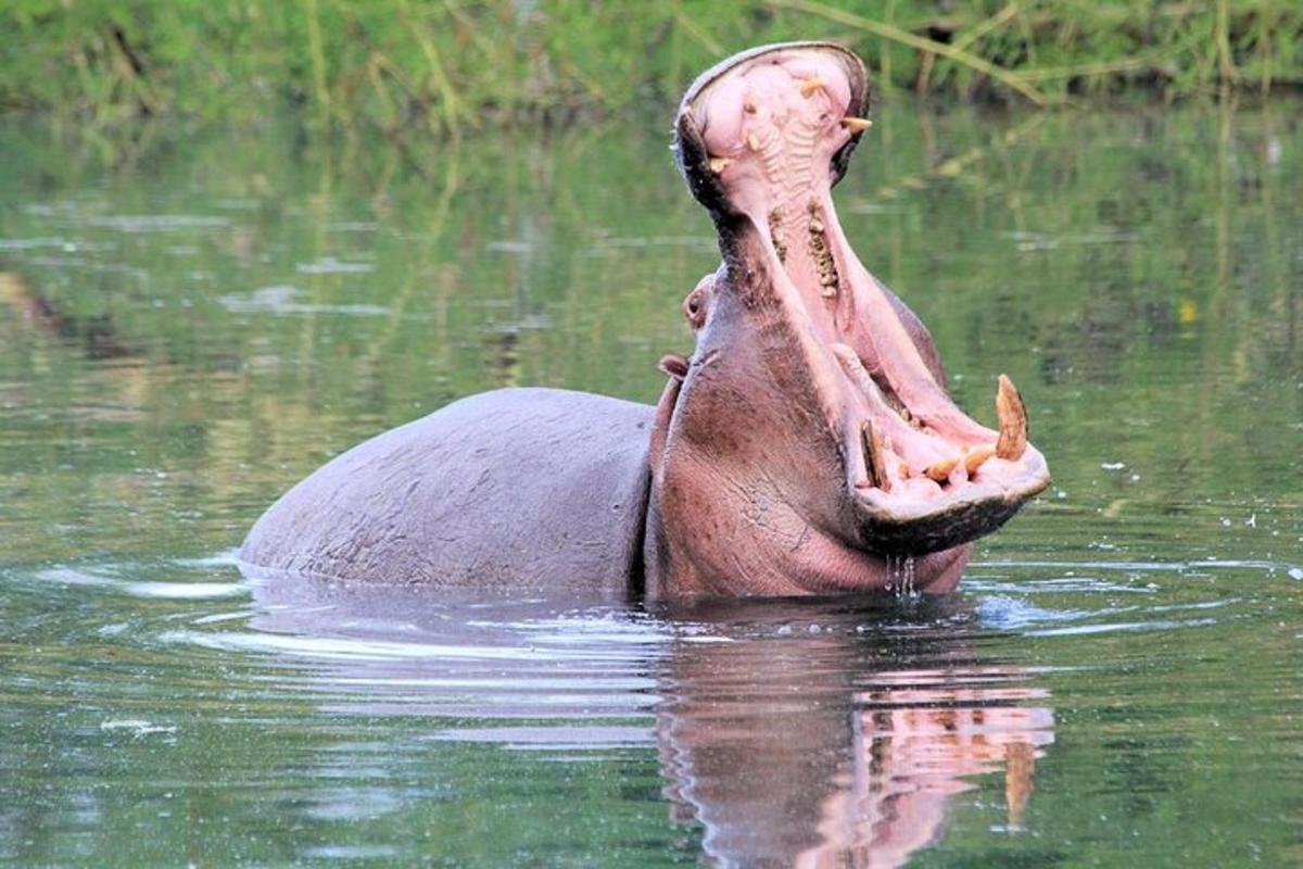ein Elefant im Wasser mit offenem Maul