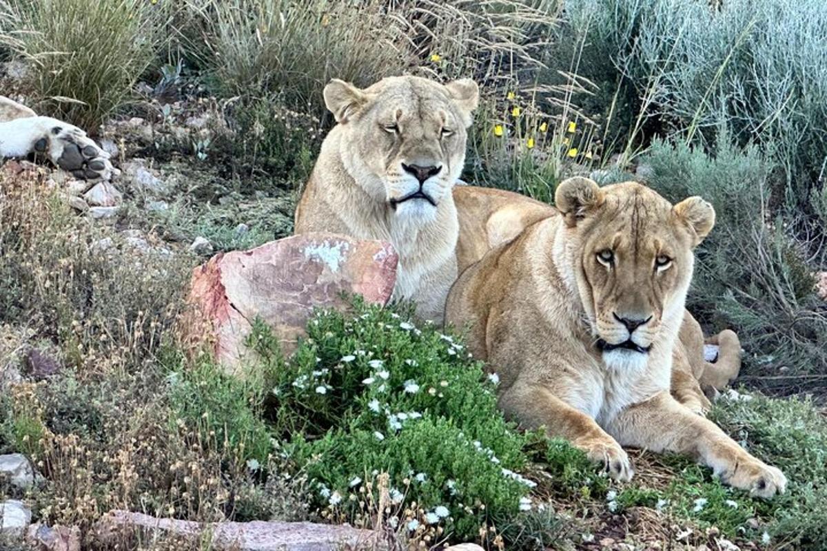 due leoni sdraiati sull'erba in un campo