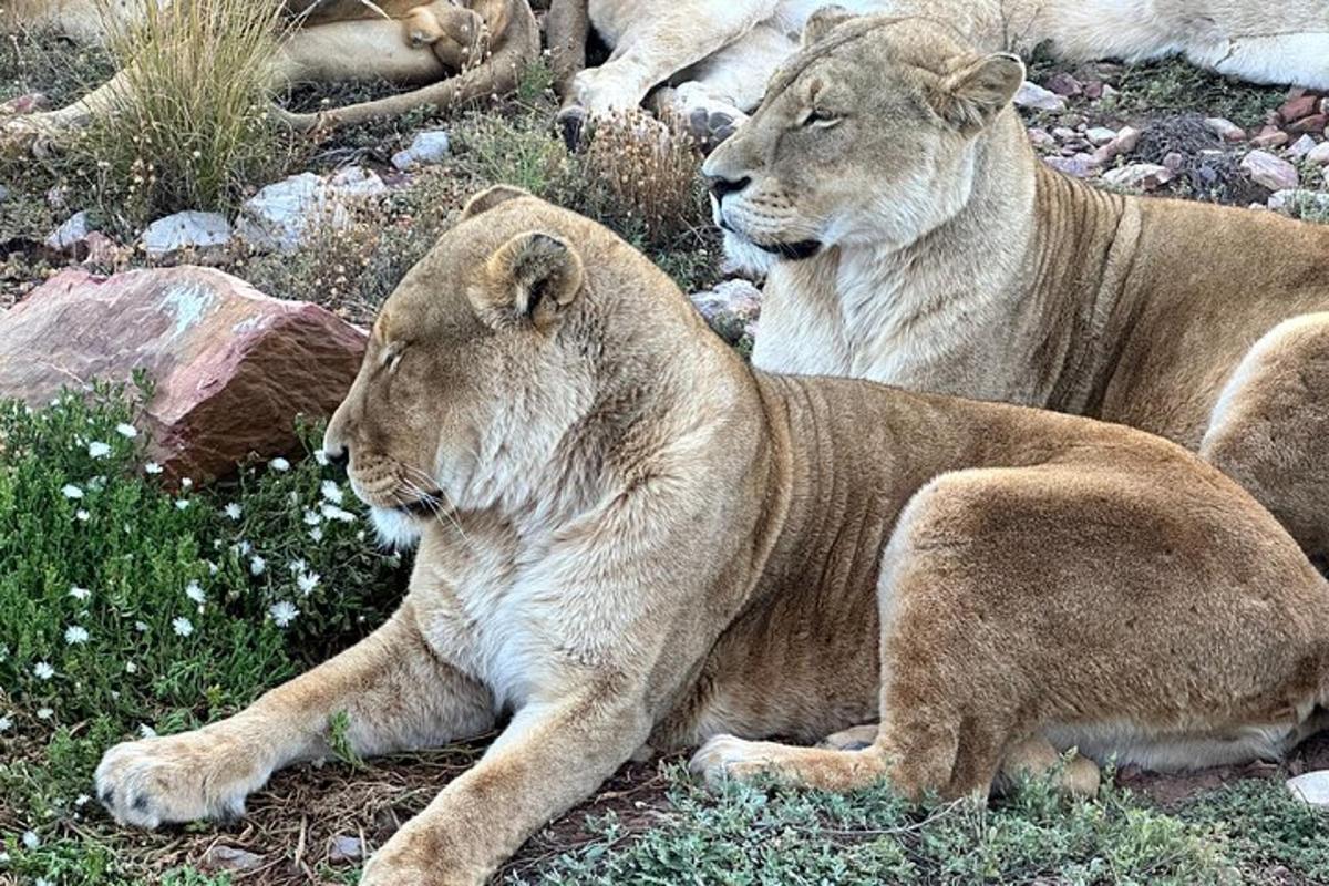 un gruppo di leoni sdraiati sull'erba