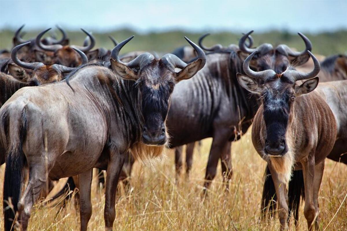una mandria di animali in piedi in un campo