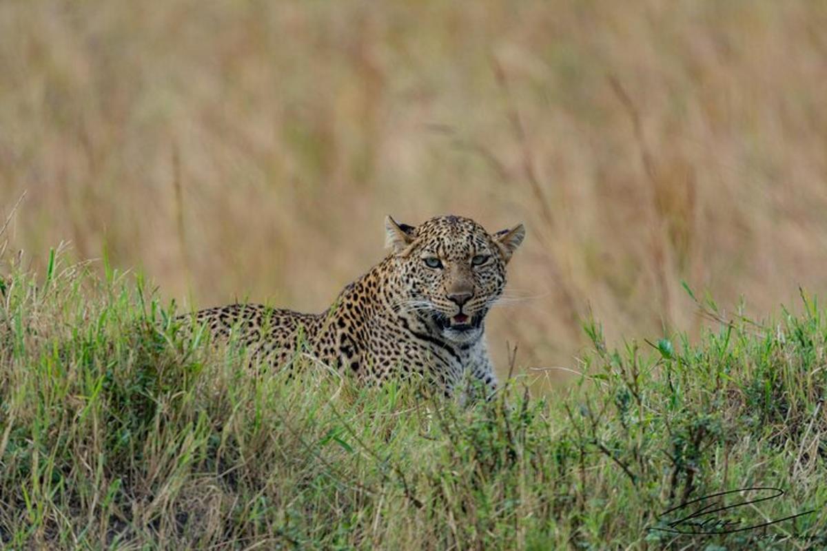seekor harimau bintang berdiri di rumput tinggi
