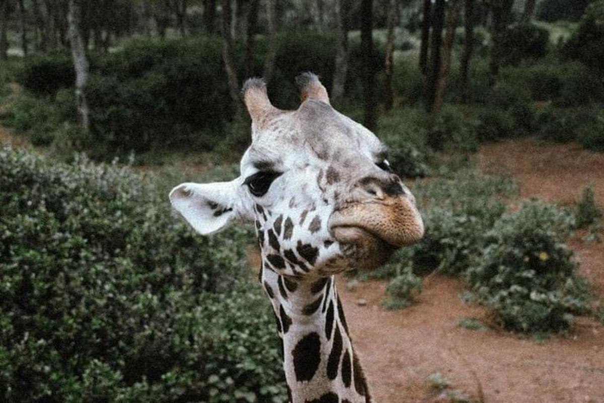 um close de uma girafa olhando para a câmera