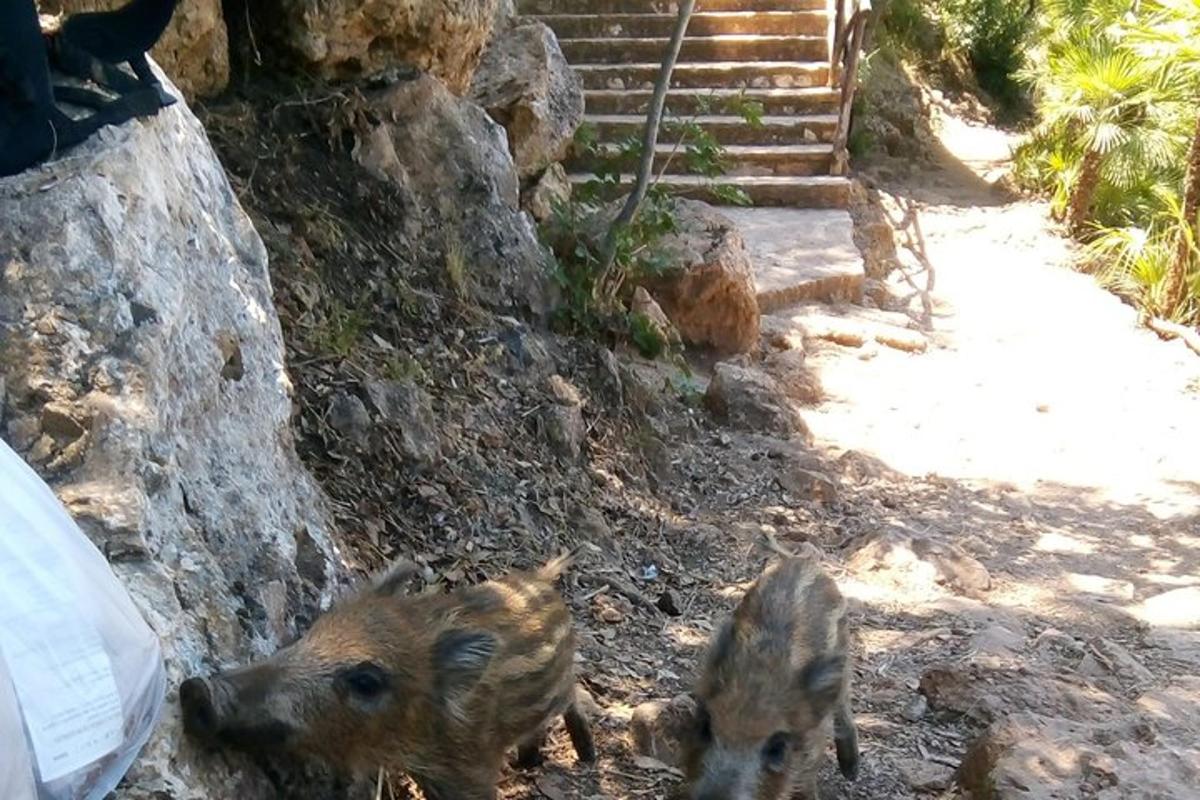 Dos perros parados en la tierra cerca de unas escaleras.