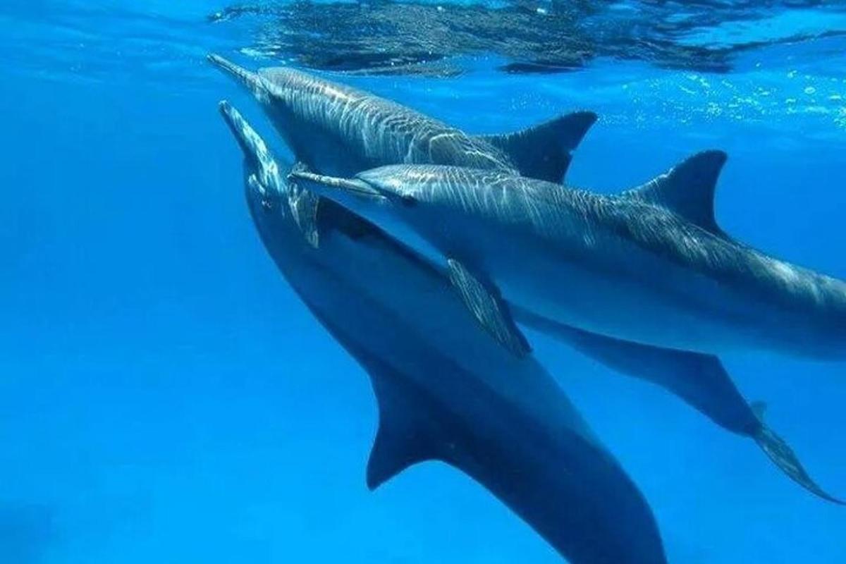 un grupo de delfines nadando en el agua