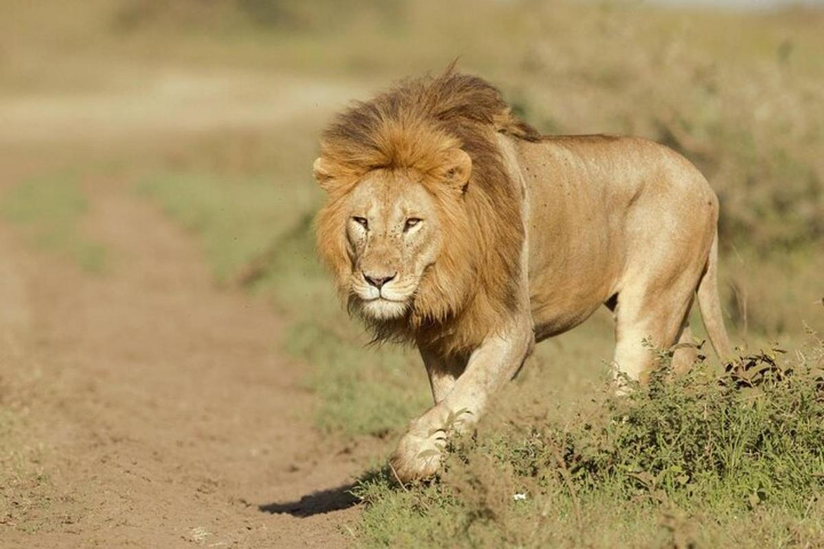 un leone corre lungo una strada sterrata