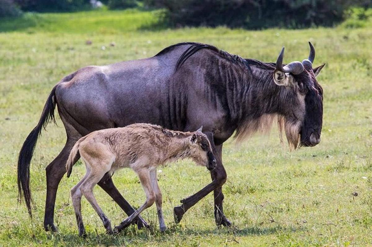 una mucca e un cucciolo che camminano in un campo