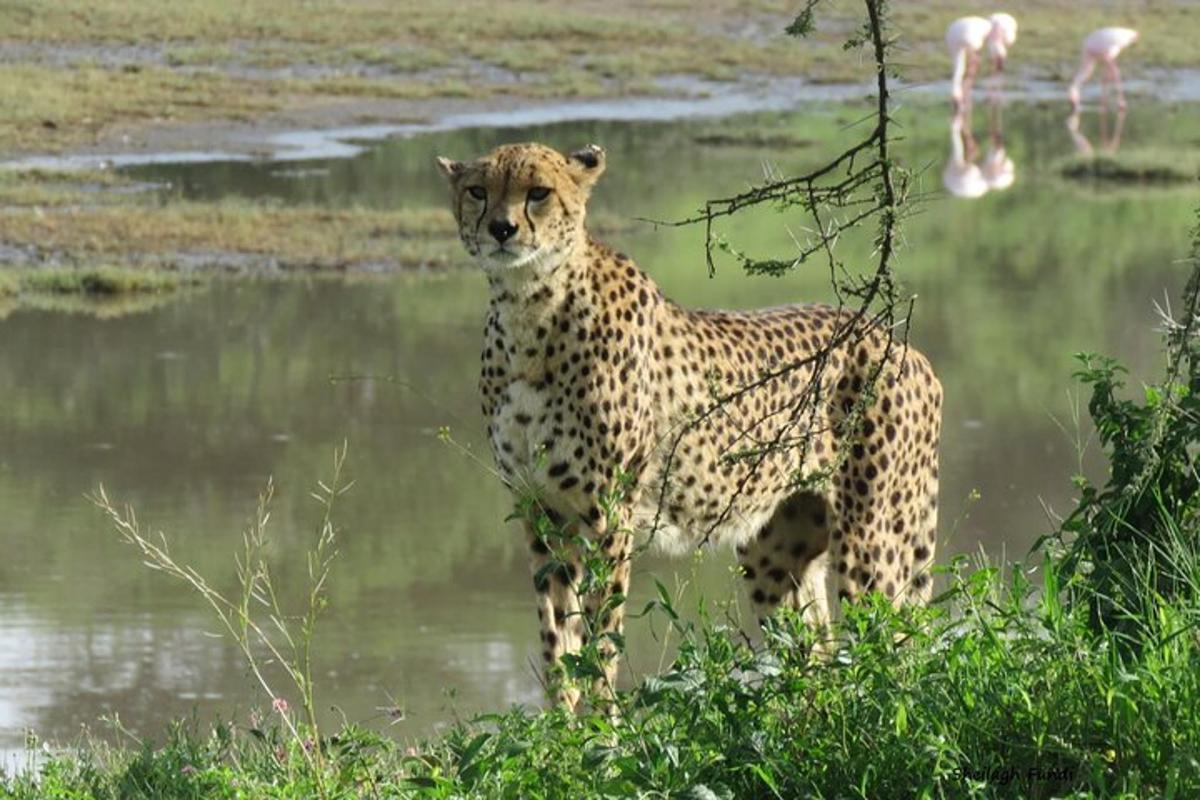 un ghepardo in piedi davanti a uno specchio d'acqua