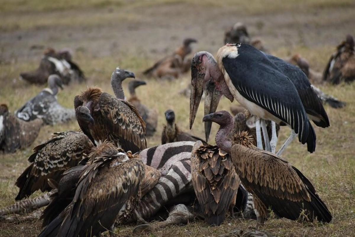 sekumpulan burung berdiri mengelilingi seekor kuda belang