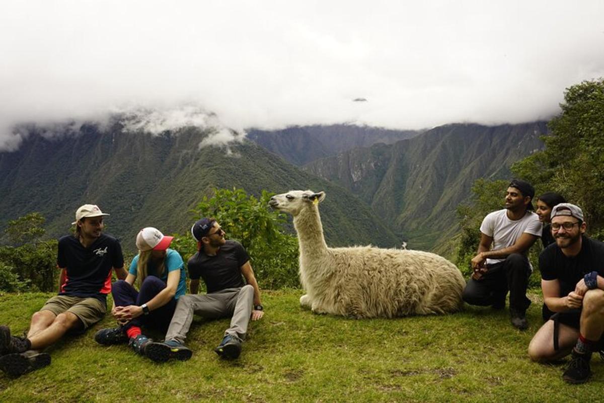 un gruppo di persone sedute sull'erba con un lama