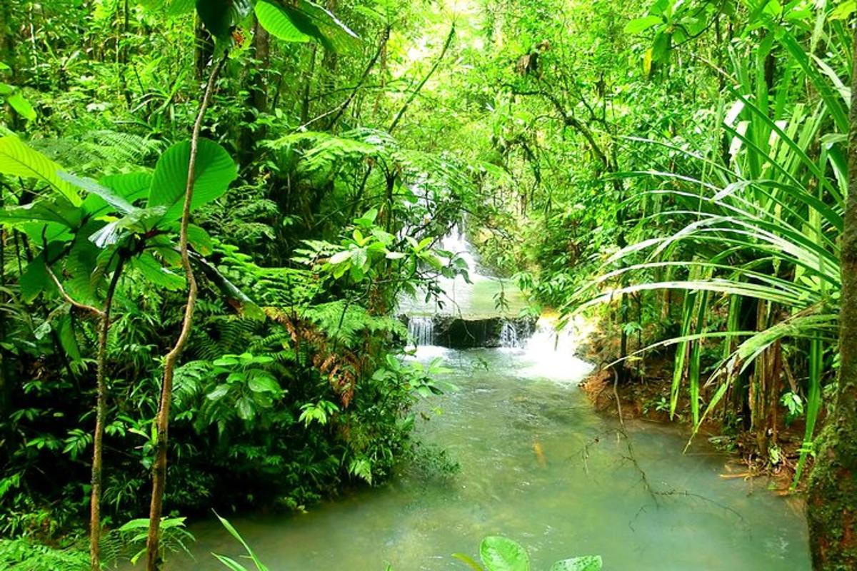 a stream in the middle of a lush green forest