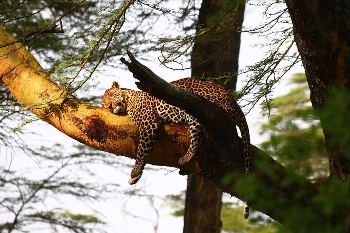 a leopard is sleeping on a tree branch