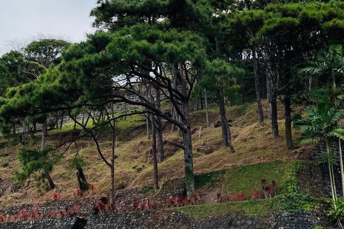 un gruppo di alberi su una collina con erba