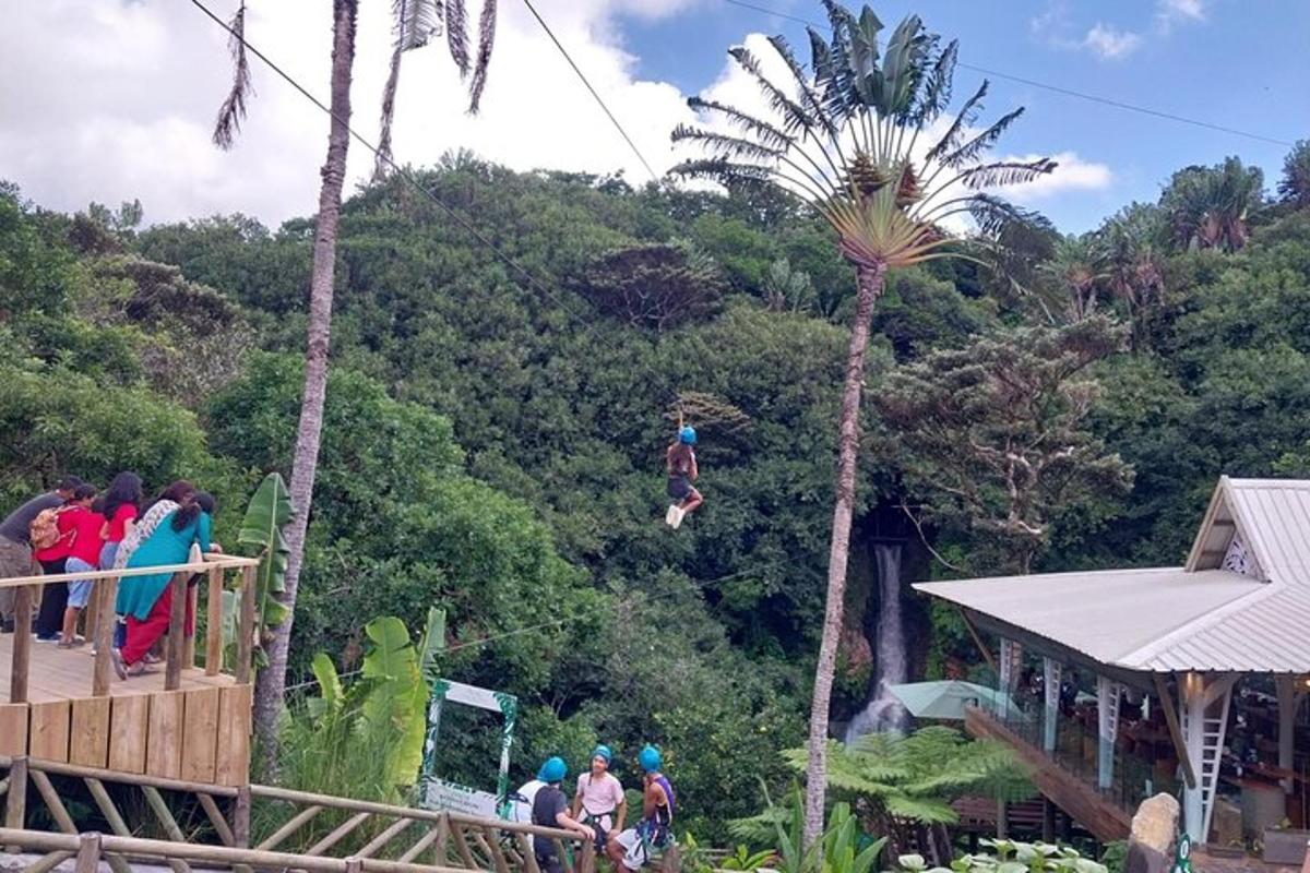 a group of people on a zip line near a palm tree