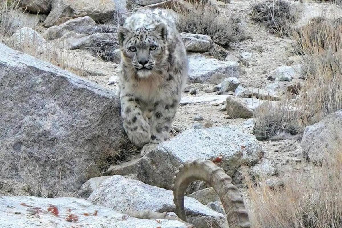 a snow leopard is standing on some rocks