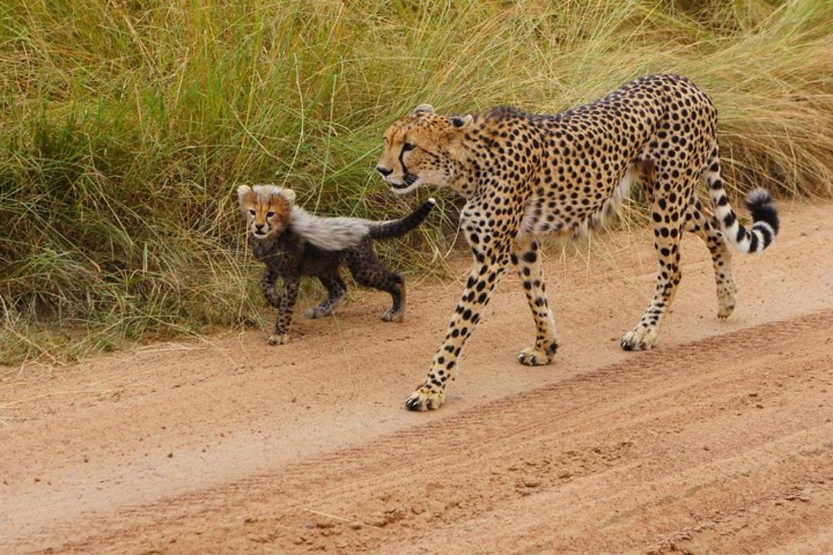 seekor cheetah dan bayi macan tutul di jalan tanah