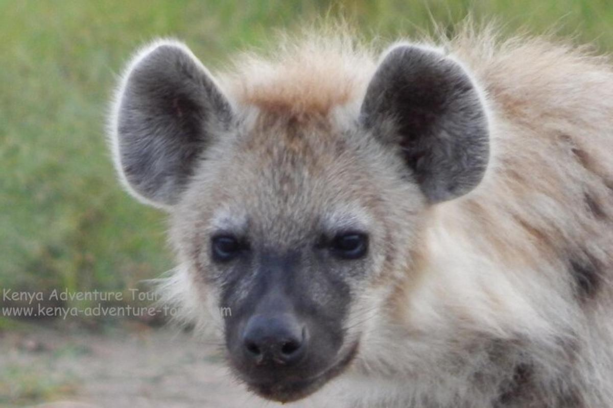 isang hyena ang nakatingin sa camera kasama nito