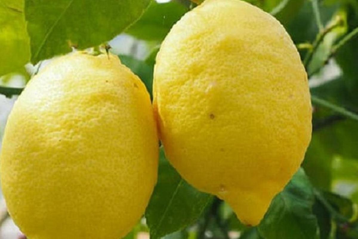 dues llimones grogues penjades d'un llimoner