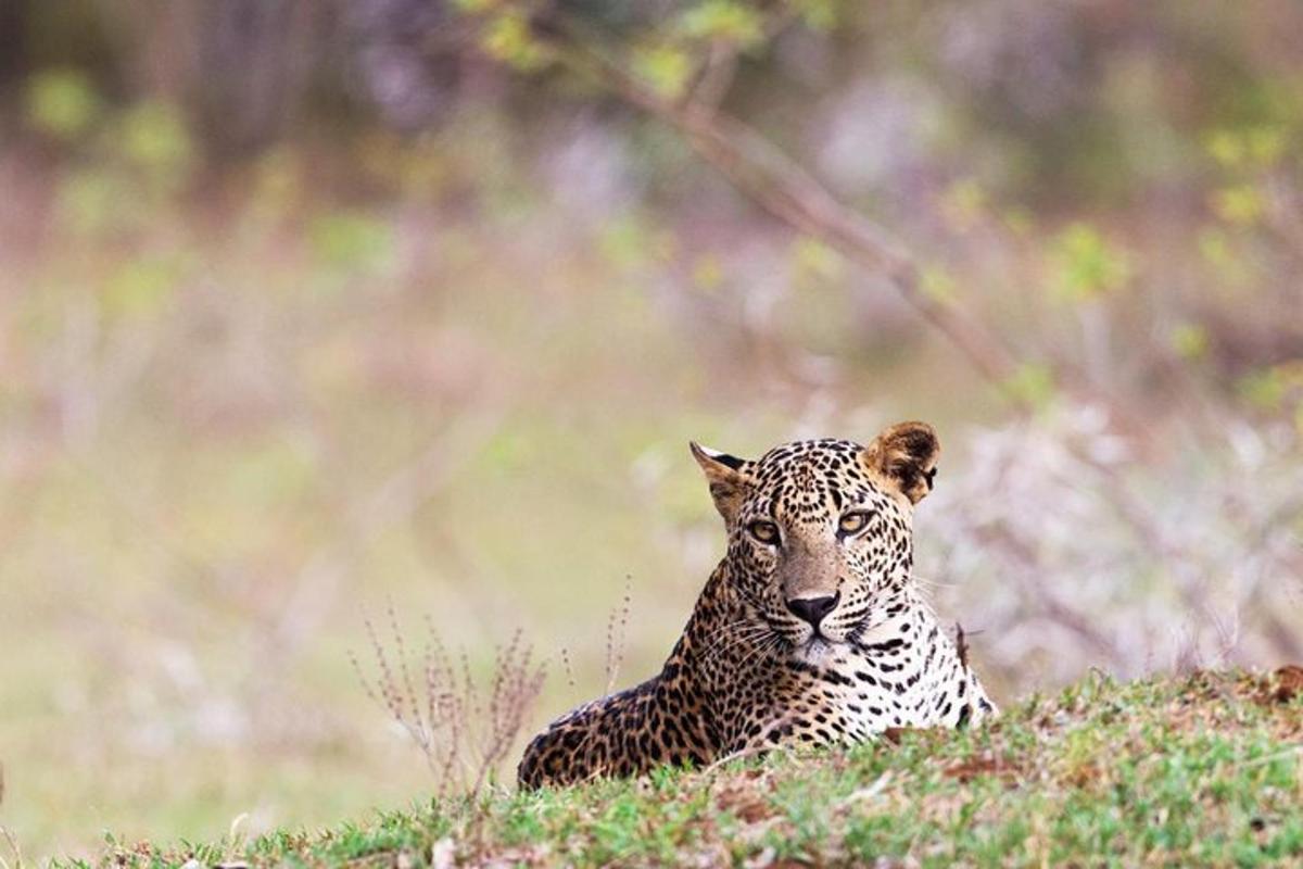 ein Leopard, der auf einem Hügel auf einem Feld liegt