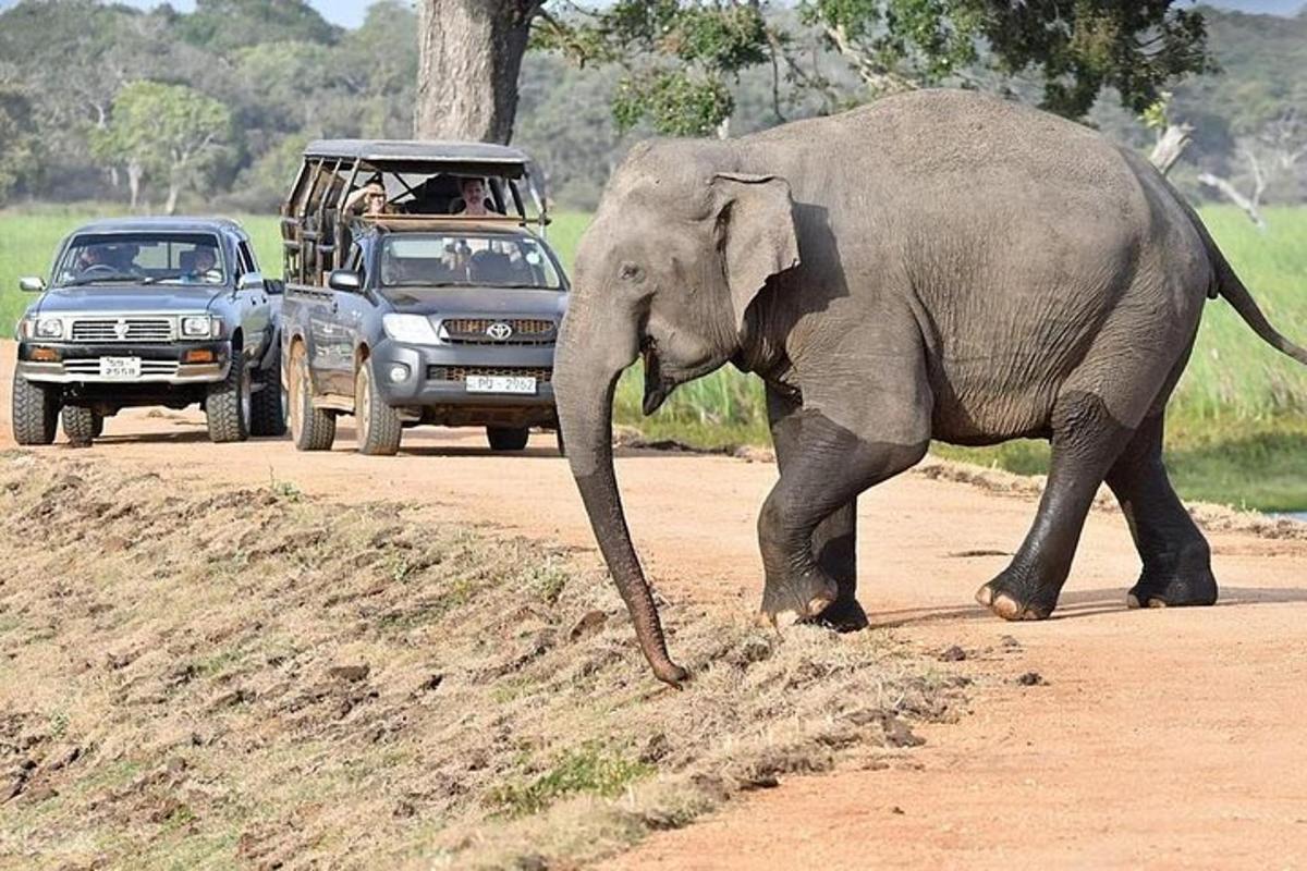 ein Elefant, der mit Fahrzeugen einen Feldweg entlangläuft