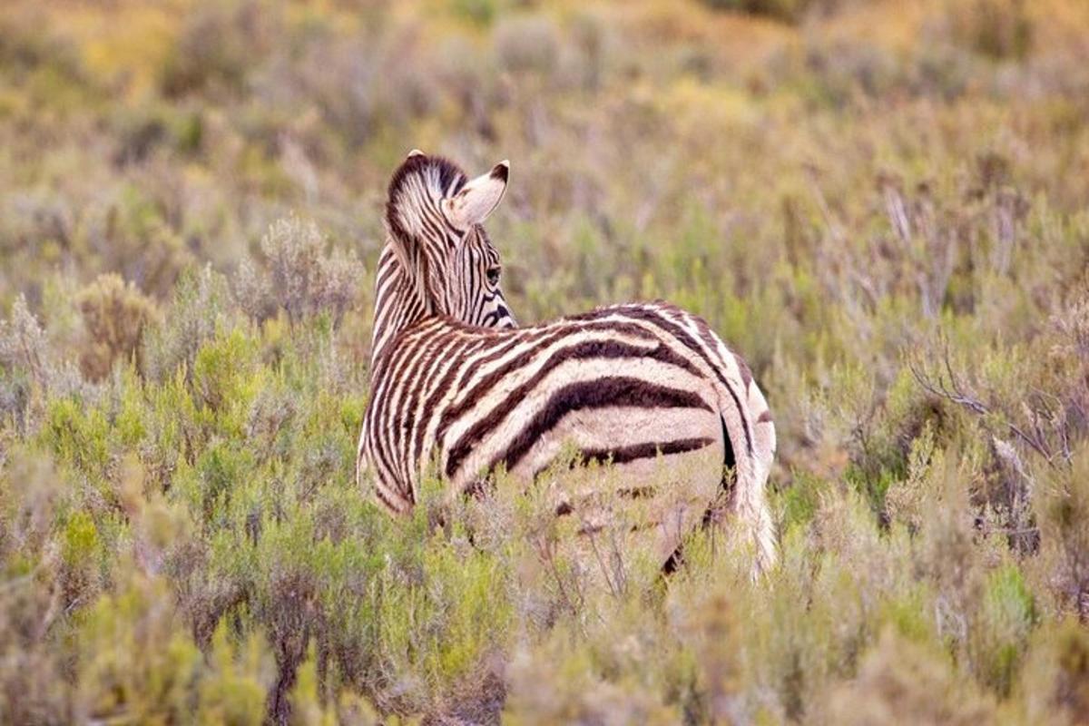 una zebra in piedi in un campo di erba alta
