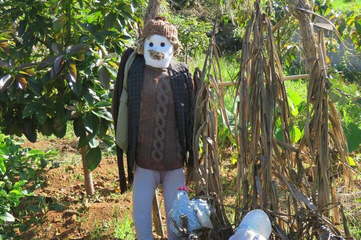 uno spaventapasseri in piedi davanti a un albero