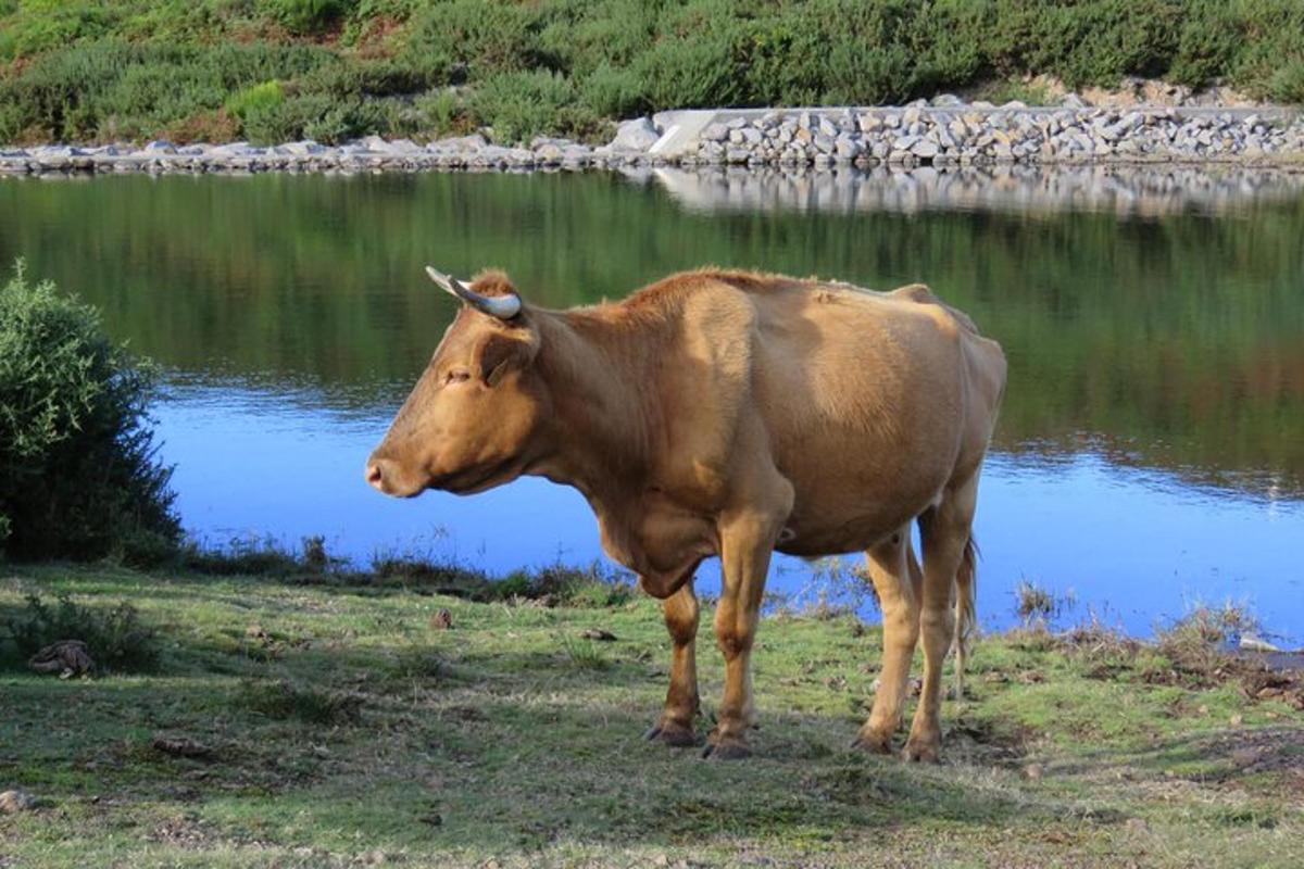 een bruine koe die naast een watermassa staat