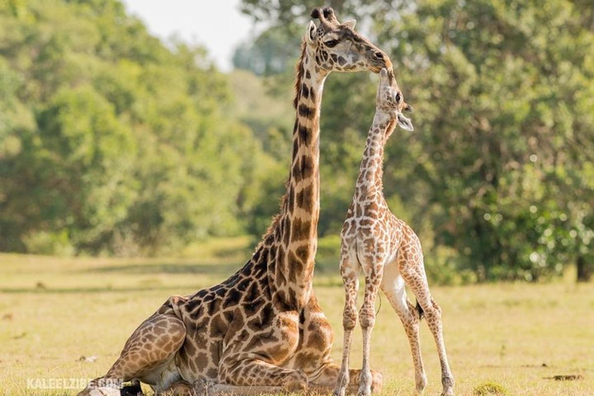 due giraffe in piedi una accanto all'altra in un campo