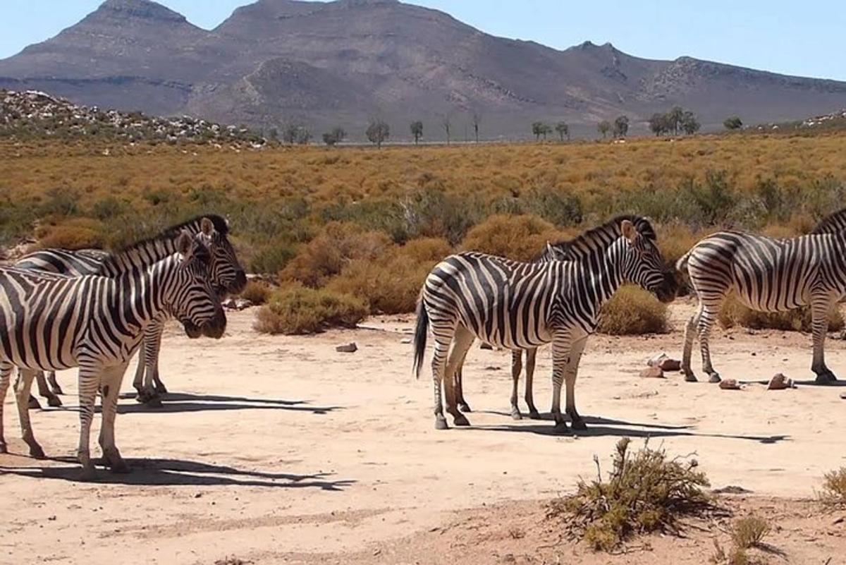 un gruppo di zebre in piedi in un campo