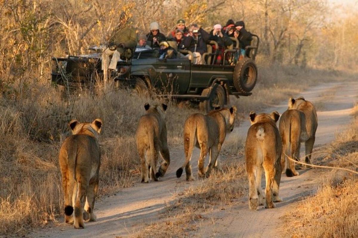 un gruppo di persone in una jeep che percorre una strada piena di leoni