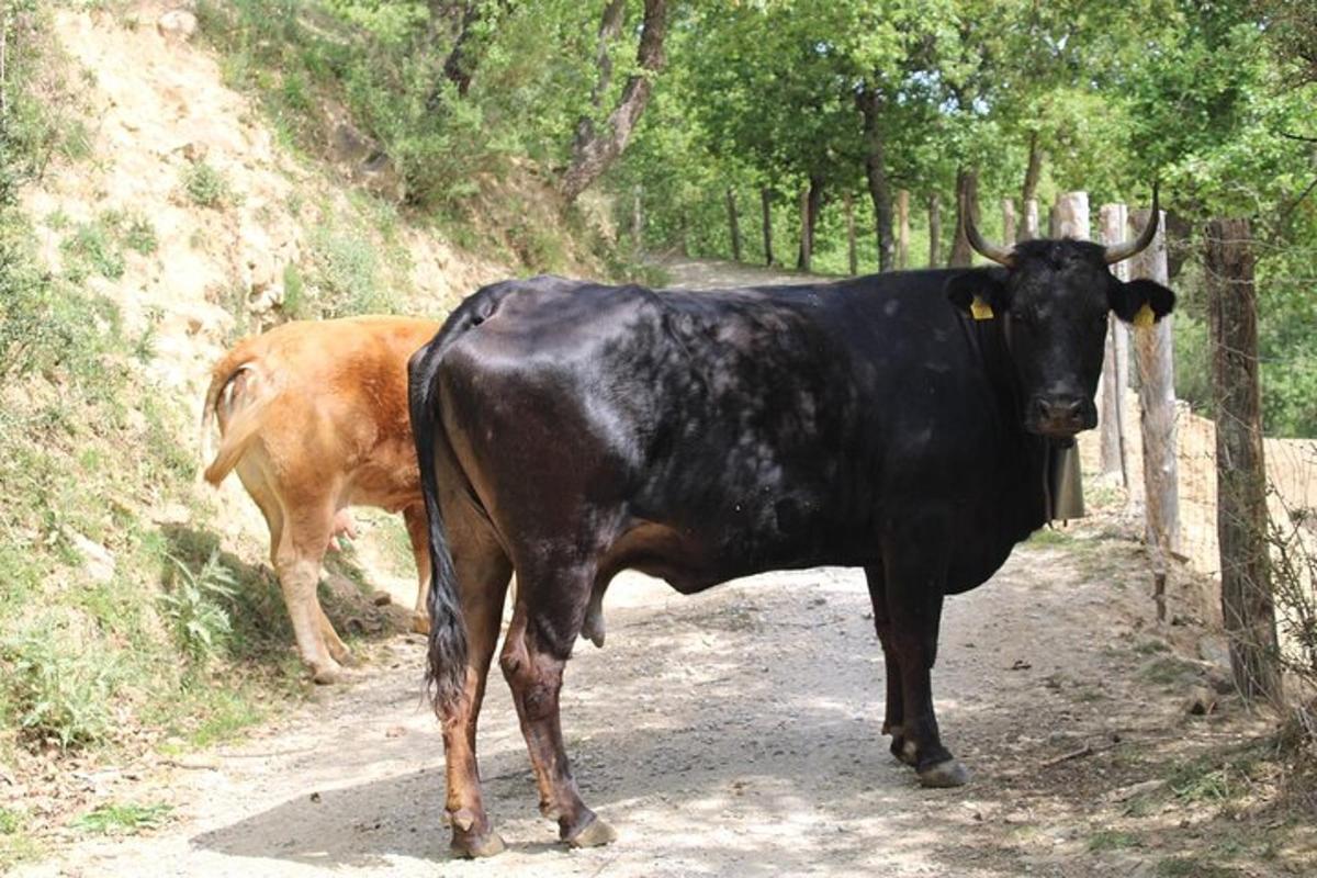 uma vaca preta com chifres parada em uma estrada de terra