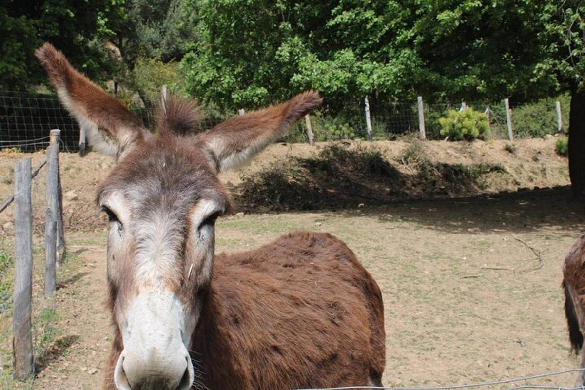 um burro está parado ao lado de uma cerca