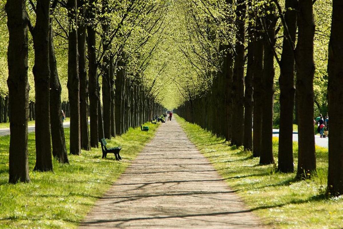 uma fileira de árvores com um cachorro caminhando por um caminho