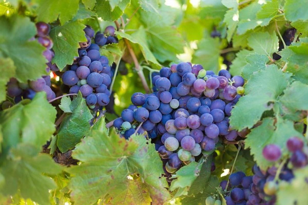 un grappolo d'uva viola su un albero