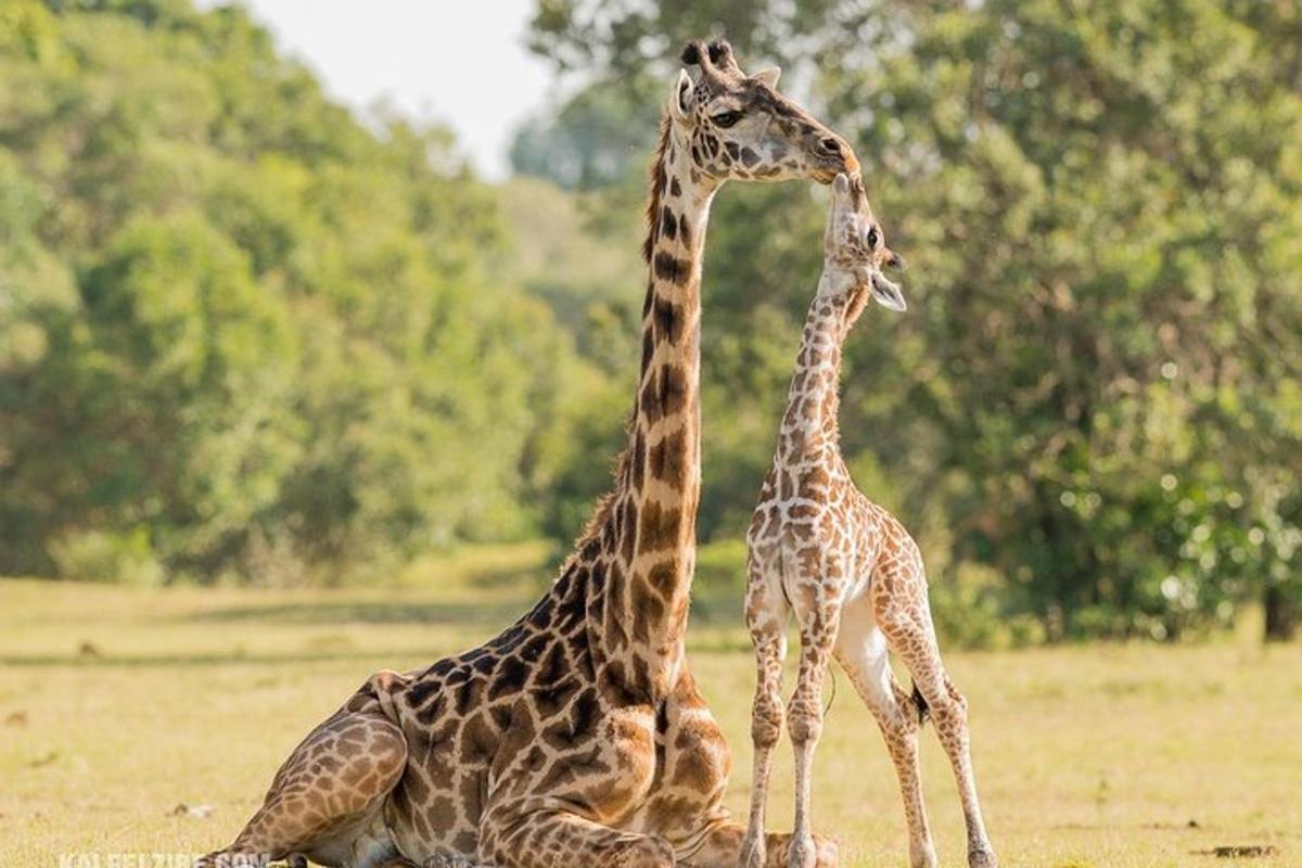 due giraffe in piedi una accanto all'altra in un campo