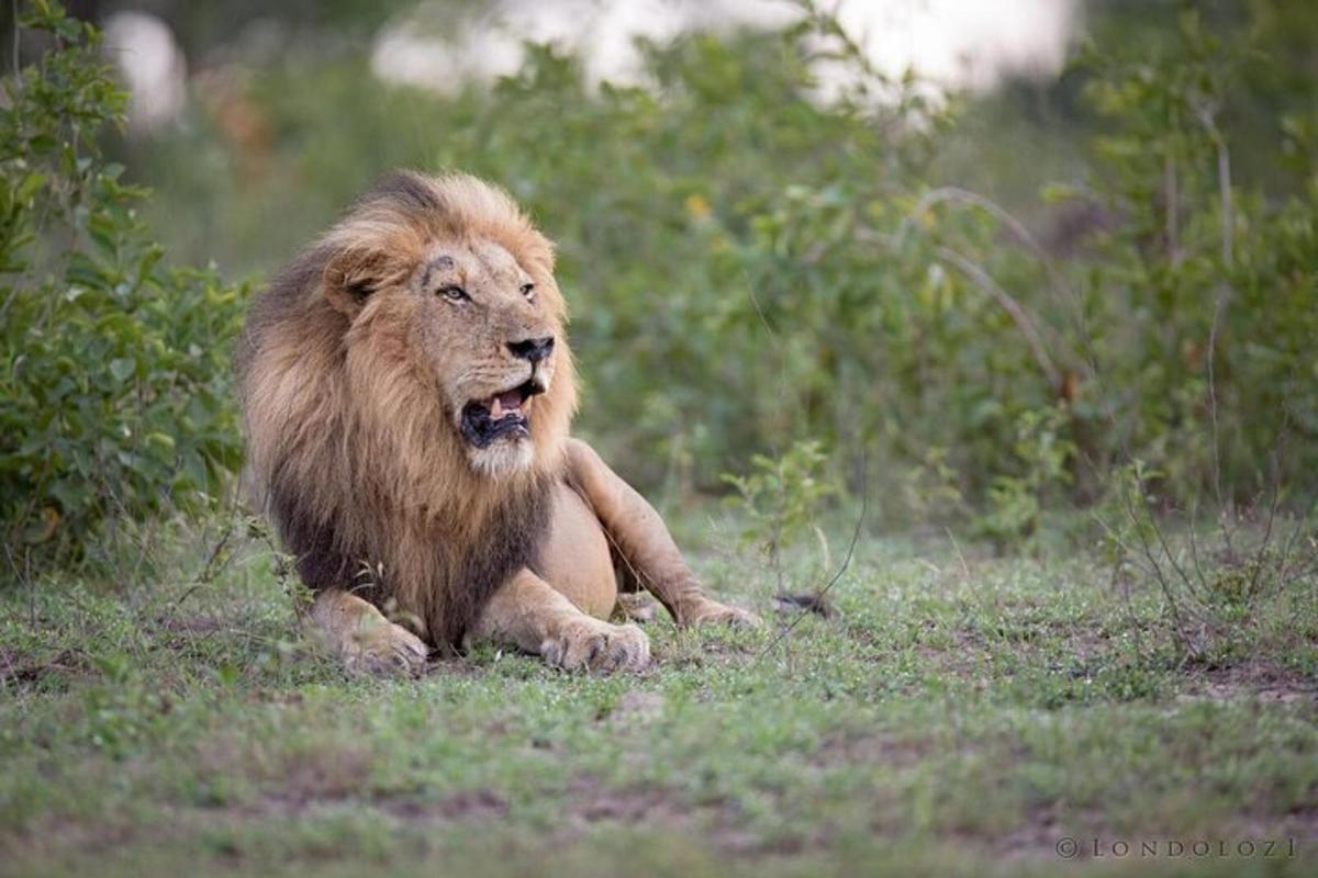 un leone sdraiato sull'erba in un campo
