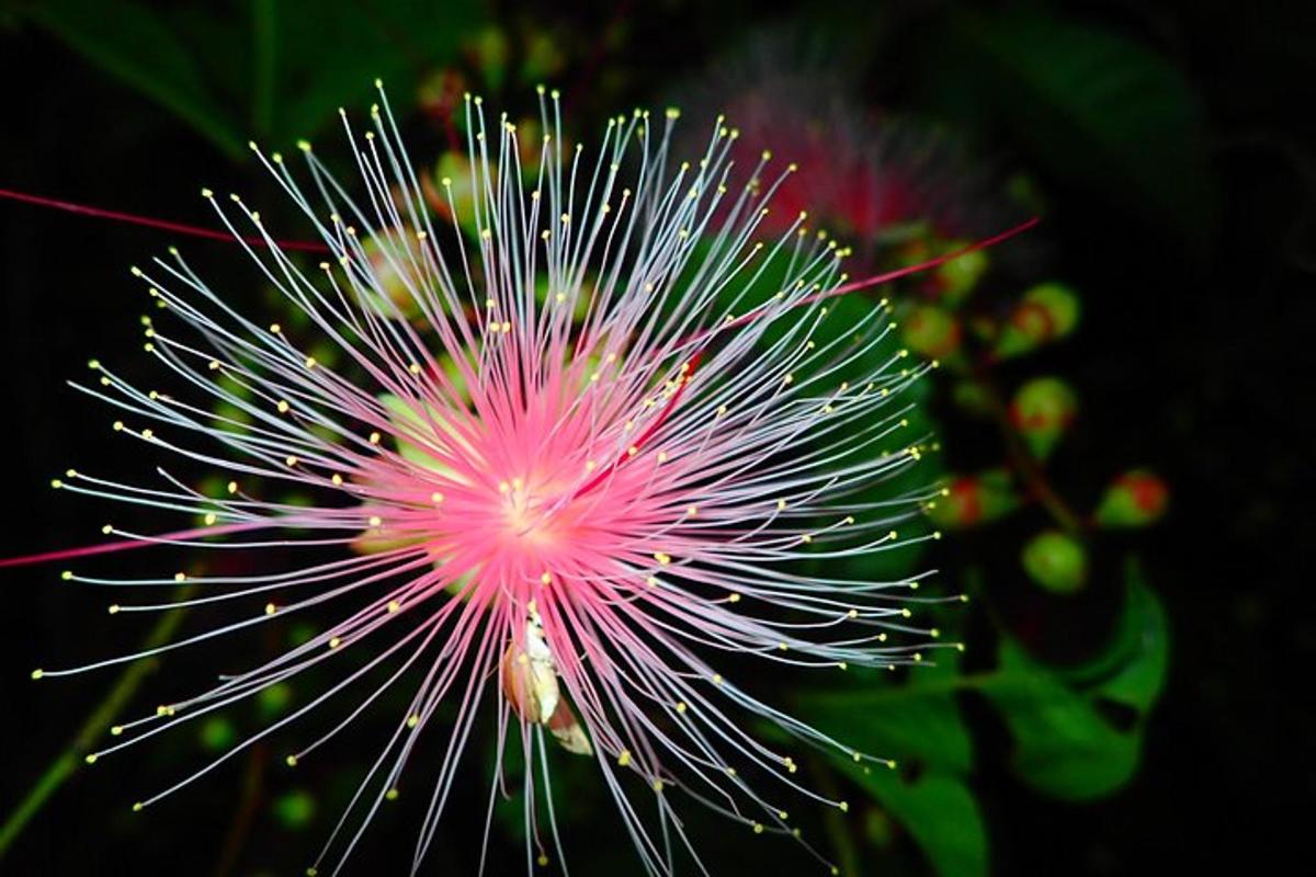 a close up of a pink flower on a plant