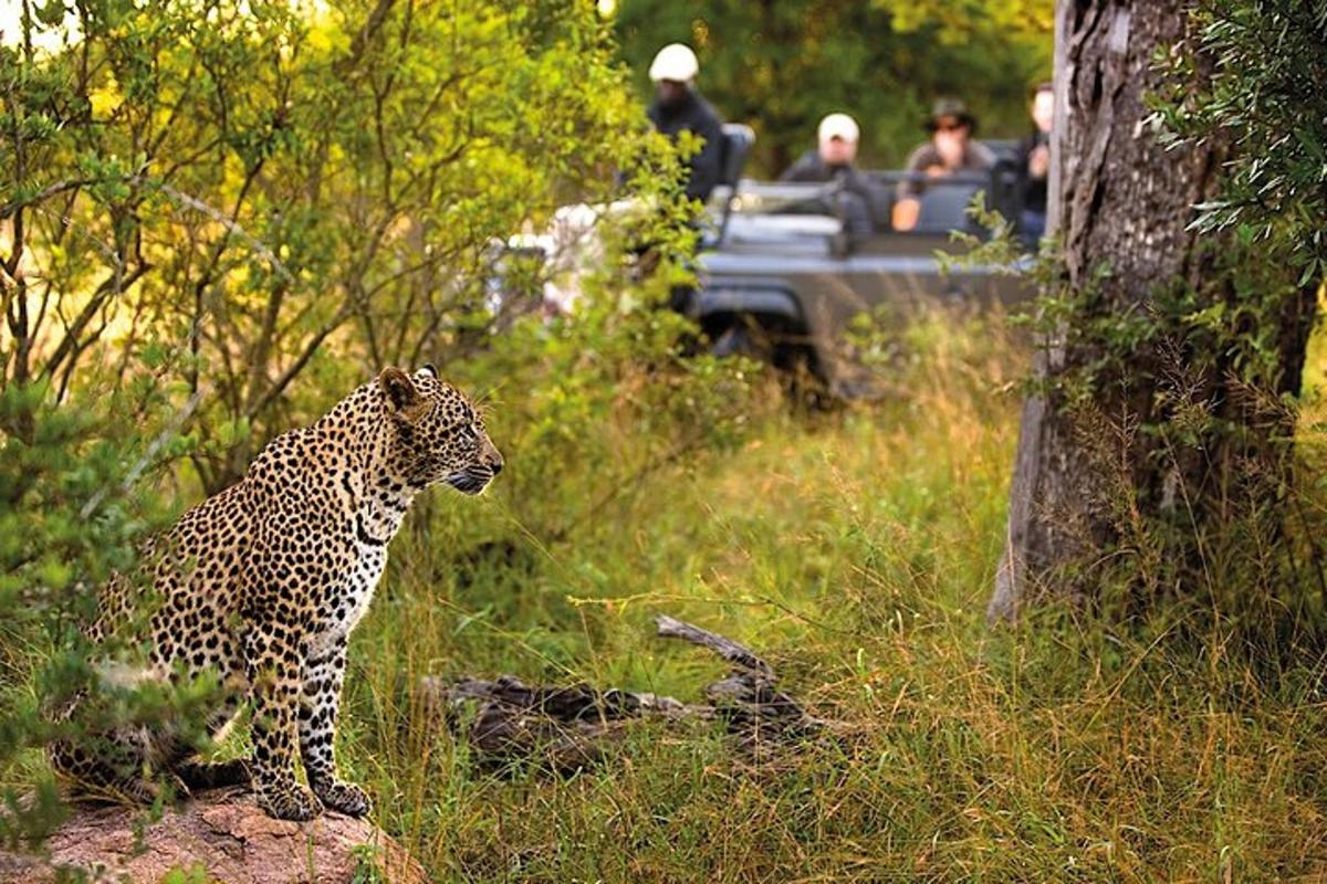 a leopard standing on top of a rock in a field