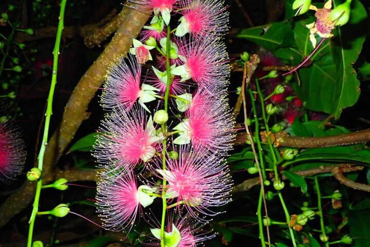a bunch of pink flowers on a tree
