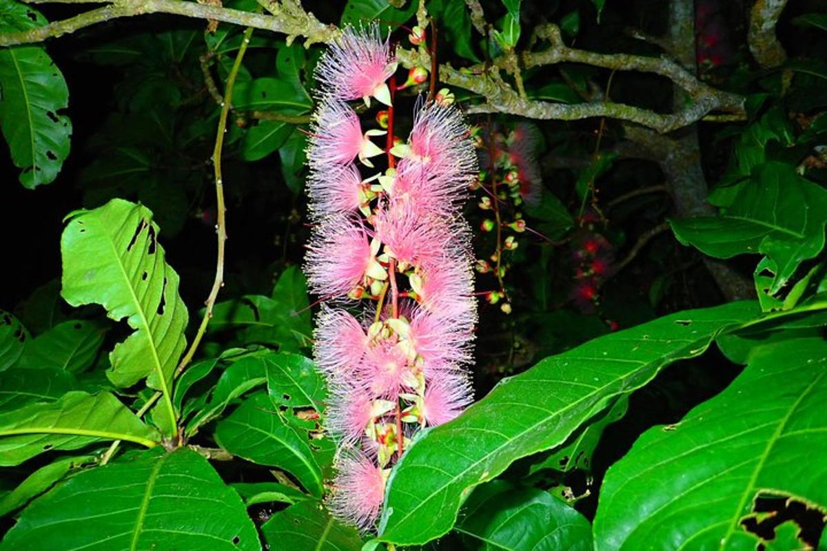 a pink flower on a tree with green leaves