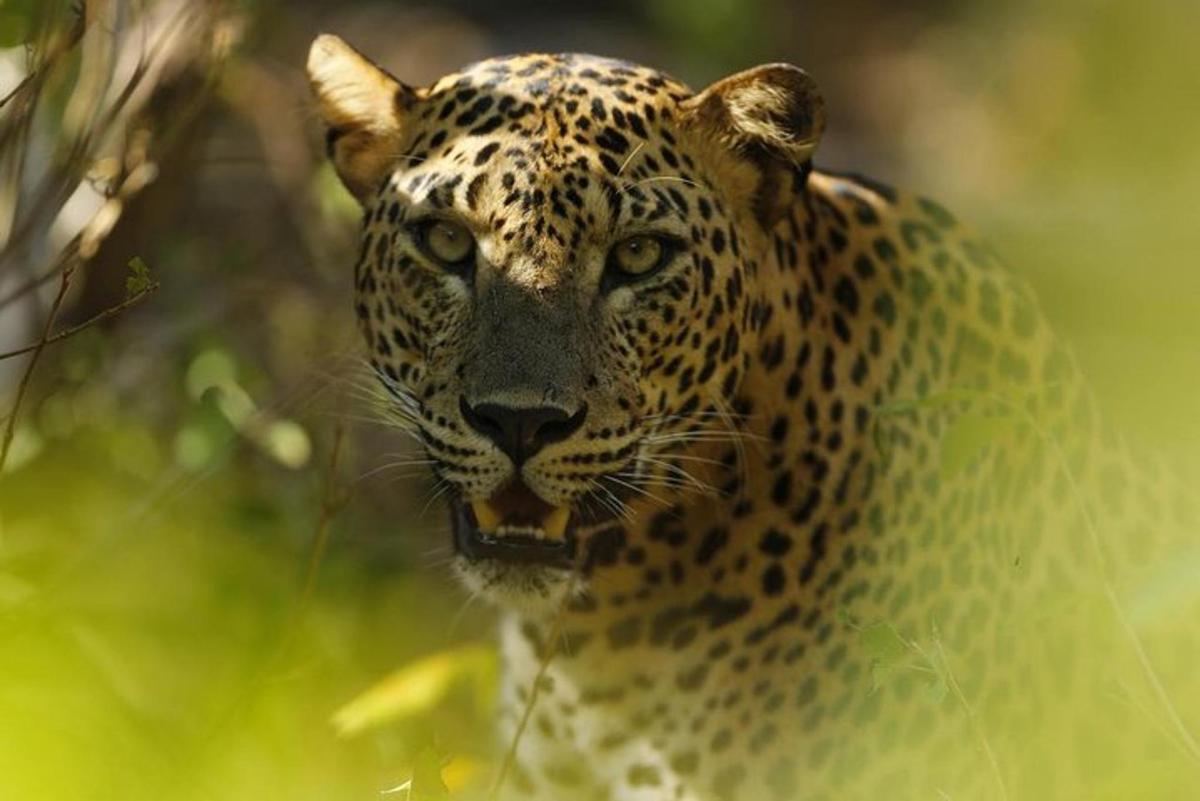 Un leopardo está mirando a la cámara