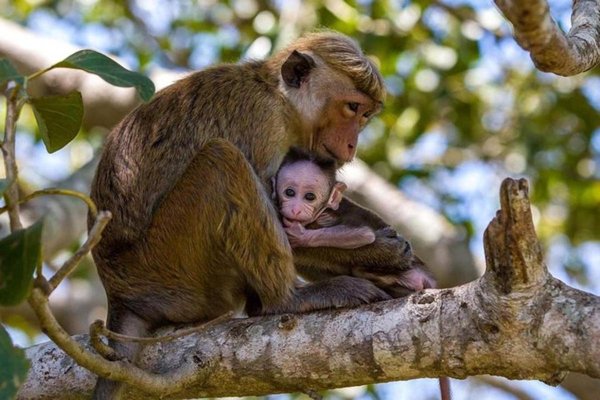 en ape som holder en baby på en tregren