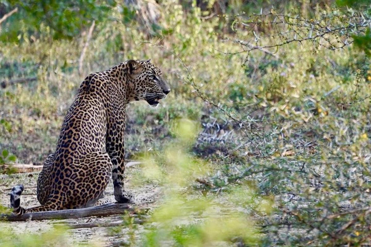 en leopard som sitter på bakken i et felt