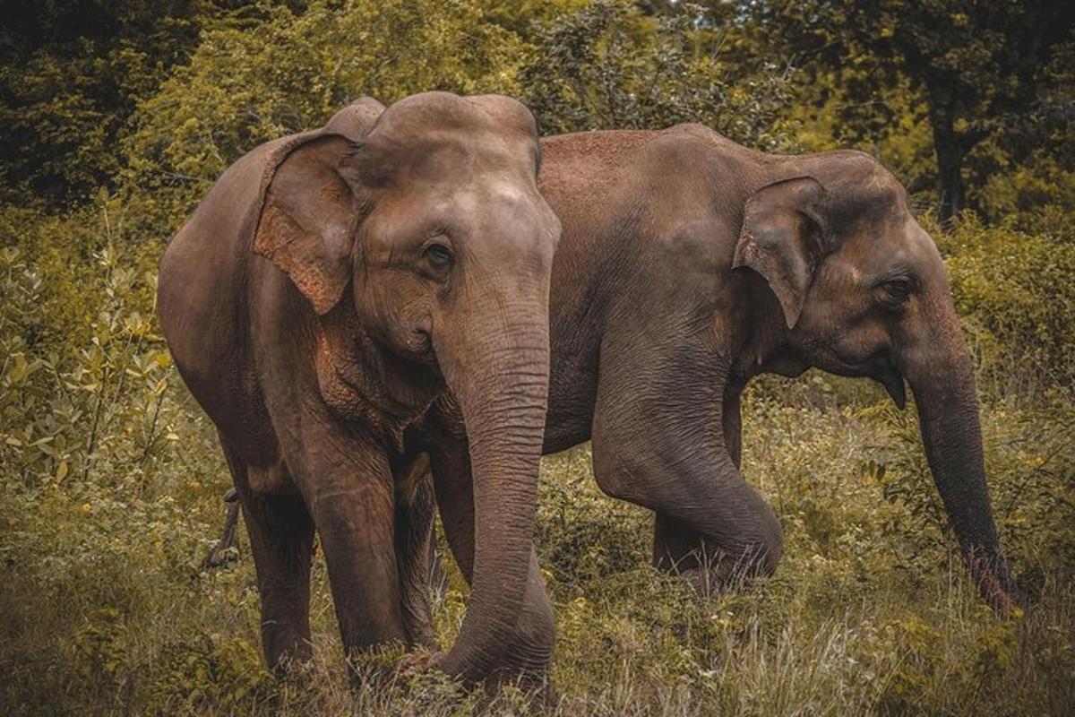 dos elefants drets un al costat de l'altre en un camp